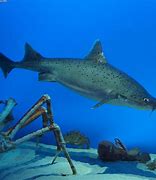 Image result for Chinese Shark