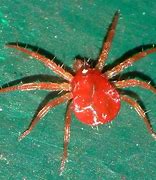 Image result for Mite Size