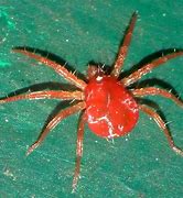 Image result for Pore Mites