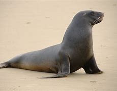 Image result for Sea Lion Fangs