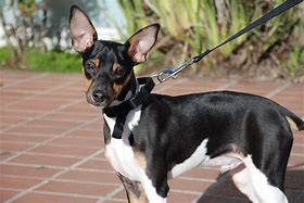 Image result for Toy Fox Terrier