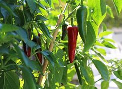 Image result for Organic Chilli Farming