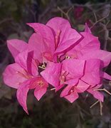 Image result for Flawer Pink