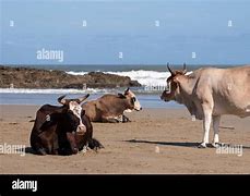 Image result for Nguni Cattle On Beach