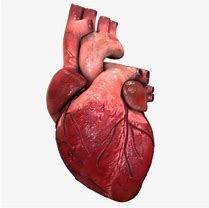 Image result for Realistic Heart Vector