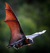 Image result for Bat High Resolution