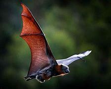 Image result for Bat Wallpaper HD