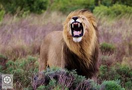 Image result for Lion Raors