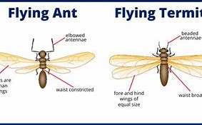 Image result for Flying Ants Species