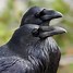 Image result for Raven Goofy Picture