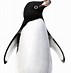 Image result for Penguin Animation