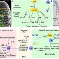 Image result for Auxin Cytokinin Soybean Nodule