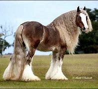 Image result for Most Beautiful Gypsy Horse