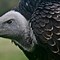 Image result for Vulture Spirit