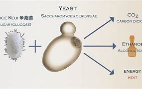 Image result for Common Yeast Products