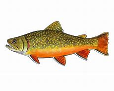 Image result for Brook Trout Art