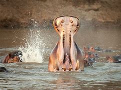 Image result for Hippo Kidney