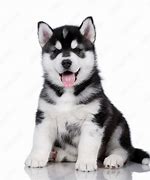 Image result for Black and White Husky Dog