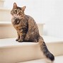 Image result for Cat Markings Chart