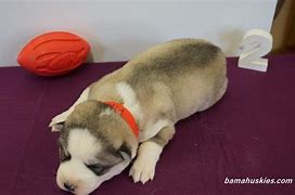 Image result for 2 Week Old Huskies