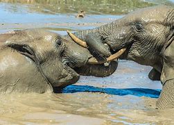 Image result for Elephants Playing in Water