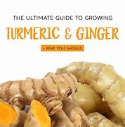 Image result for Turmeric Ginger Plant