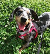 Image result for Cute Dog Texas