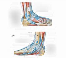 Image result for Lateral Ankle Retinaculum