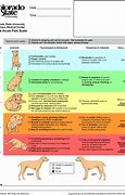 Image result for Cat Pain Scale