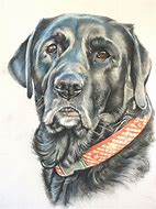 Image result for Black Lab Illustration