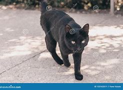 Image result for Stray Black Cat Trash