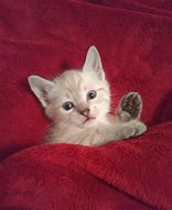 Image result for Calico Siamese Cat