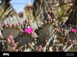 Image result for Desert Beavertail Cactus Flowers