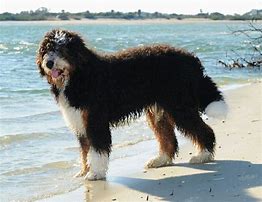 Image result for Large Bernedoodle