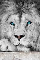 Image result for Albino Animals Lion