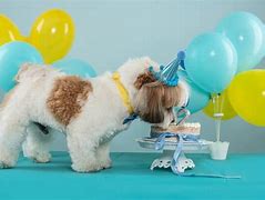 Image result for Happy Birthday Dog Puns