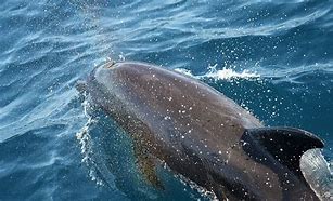 Image result for Dolphin with Red Nose