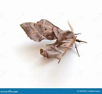 Image result for Sphingine Moth