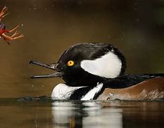 Image result for Hooded Merganser Black and White