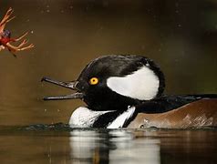 Image result for Standing Hooded Merganser