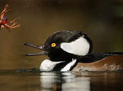 Image result for Hooded Merganser Duck Flying