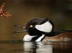 Image result for Immature Male Hooded Merganser