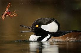 Image result for Hen Hooded Merganser