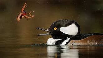 Image result for Hooded Merganser Fskeleton