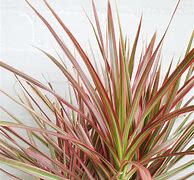 Image result for Variegated Dracaena Plant