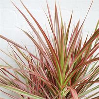 Image result for Dracaena Marginata Variegated