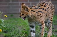 Image result for Serval Cats as Pets