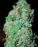 Image result for BC Kush Strain