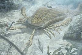 Image result for Eurypterid Blender