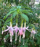 Image result for Tropical Plant with Pink Flowers